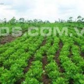 Bán lô đất phù hợp cho khách đang có nhu cầu làm nhà vườn, trồng trọt chăn nuôi